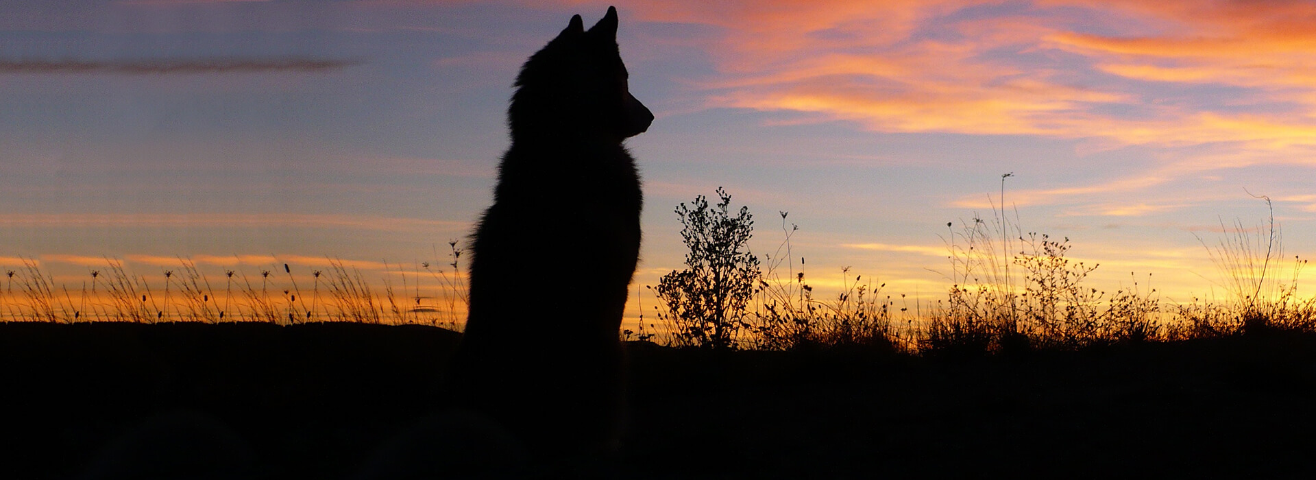 dog sunset banner ver 1c